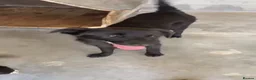 Mixed Breed dogs for adoption: Fia, 8 months approx. Available for adoption. - Advert 3