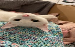 Mixed Breed cats for sale: Snowy and pip🩵💕 - Image 13
