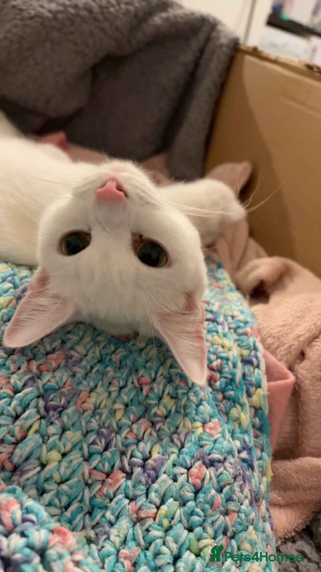 Mixed Breed cats for sale: Snowy and pip🩵💕 - Image 13