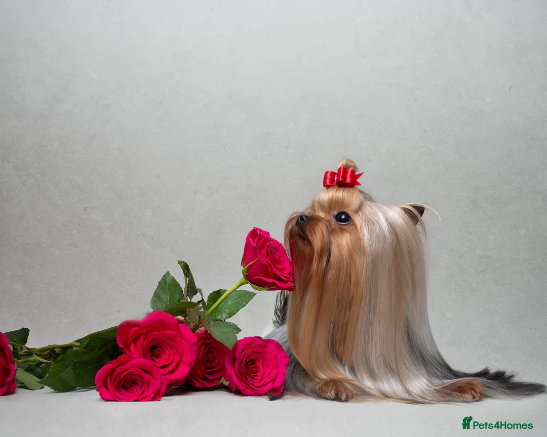 Yorkshire Terrier dogs for stud: Super small Yorkie with short muzzle DNA tested in Sheffield - Advert 3