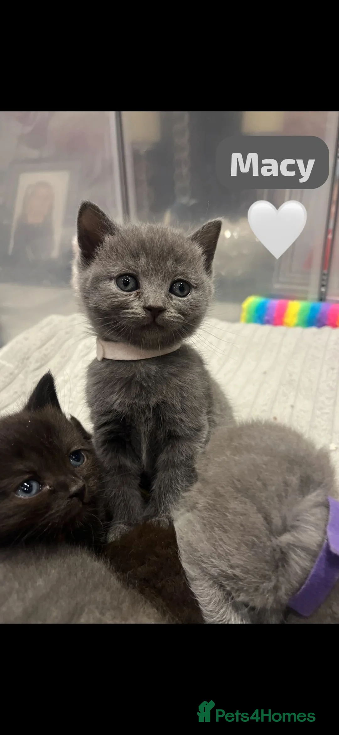 British Shorthair cats for sale: Beautiful British shorthair cross kittens🩵🩷 - Advert 22