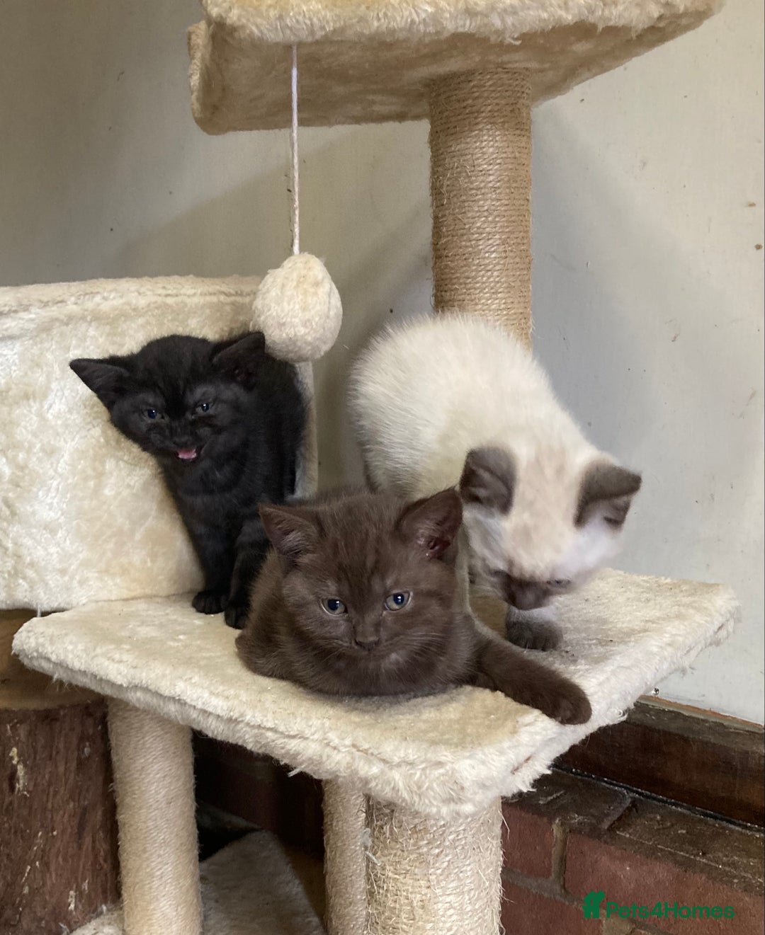British Shorthair cats for sale: Healthy, happy kittens - Image 6