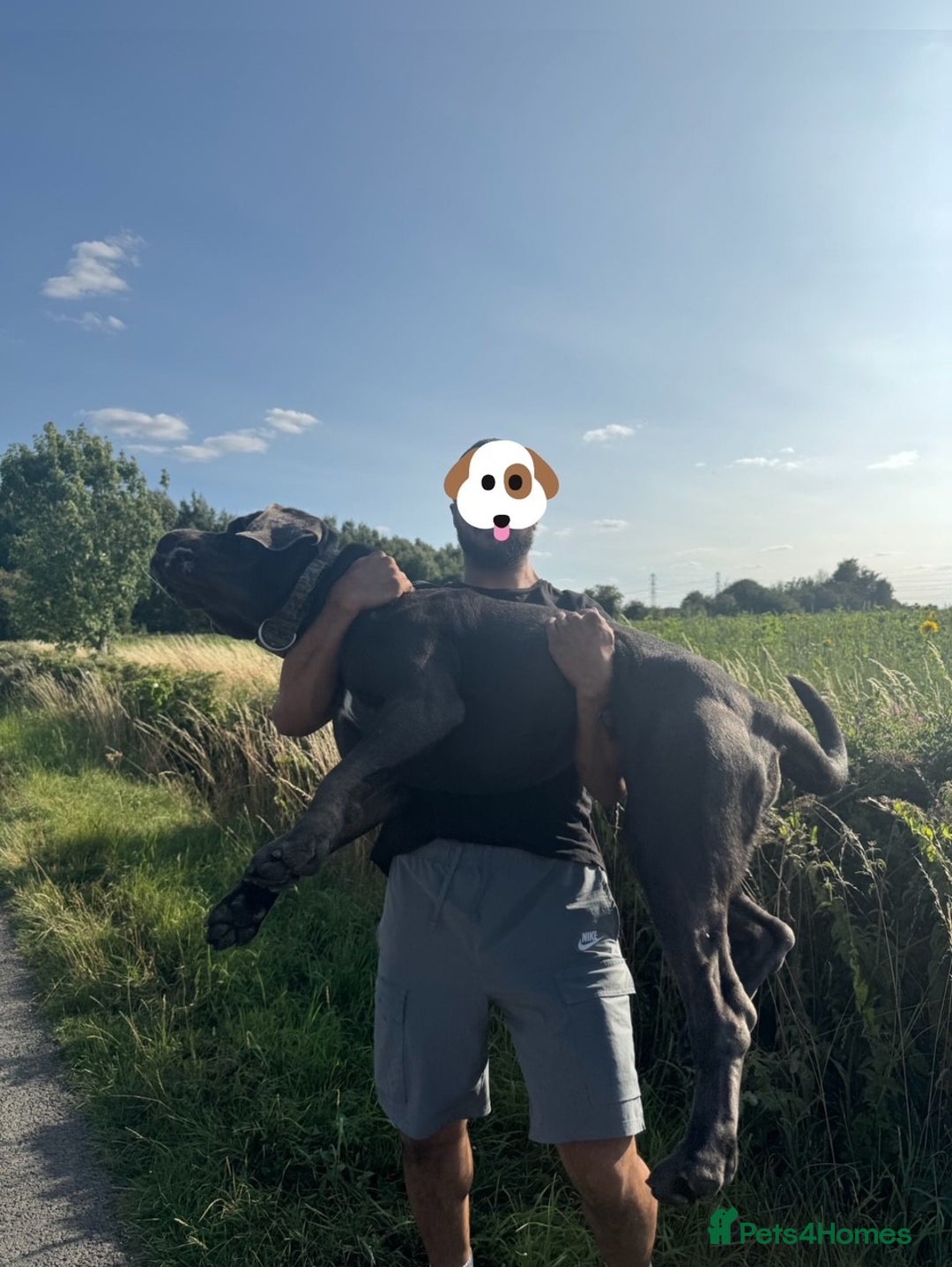 Cane Corso dogs for stud: Baloo  - Advert 5