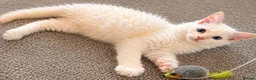 Ragdoll cats for sale:     GCCF pedigree  Cream Ragdoll Boy – Ready Now! - Advert 4
