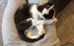 Domestic Shorthair cats for sale:  kitten  - Image 4
