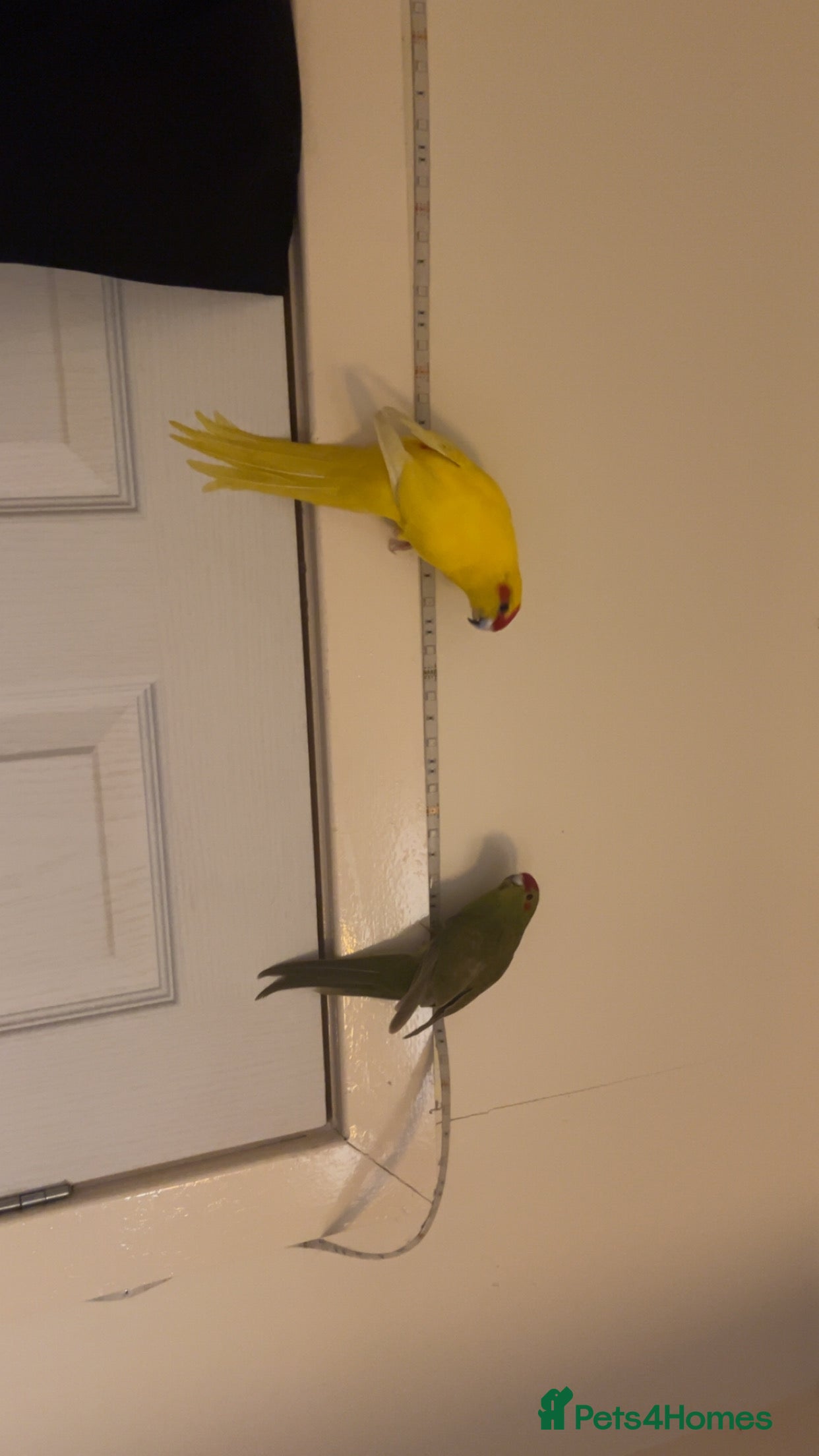 Parakeets birds 2 kakarikis and 1 budgie  - Advert 1