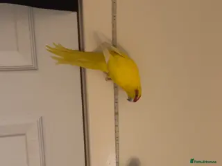 Parakeets birds 2 kakarikis and 1 budgie - Advert 1