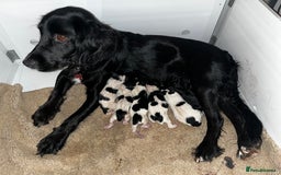 Mixed Breed dogs for sale: Cockjacks - Image 1