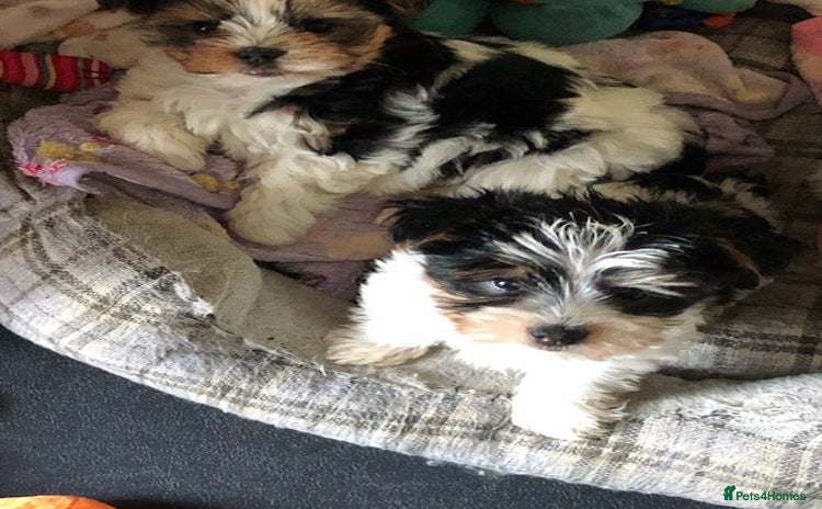 Biewer Terrier dogs - Advert 1