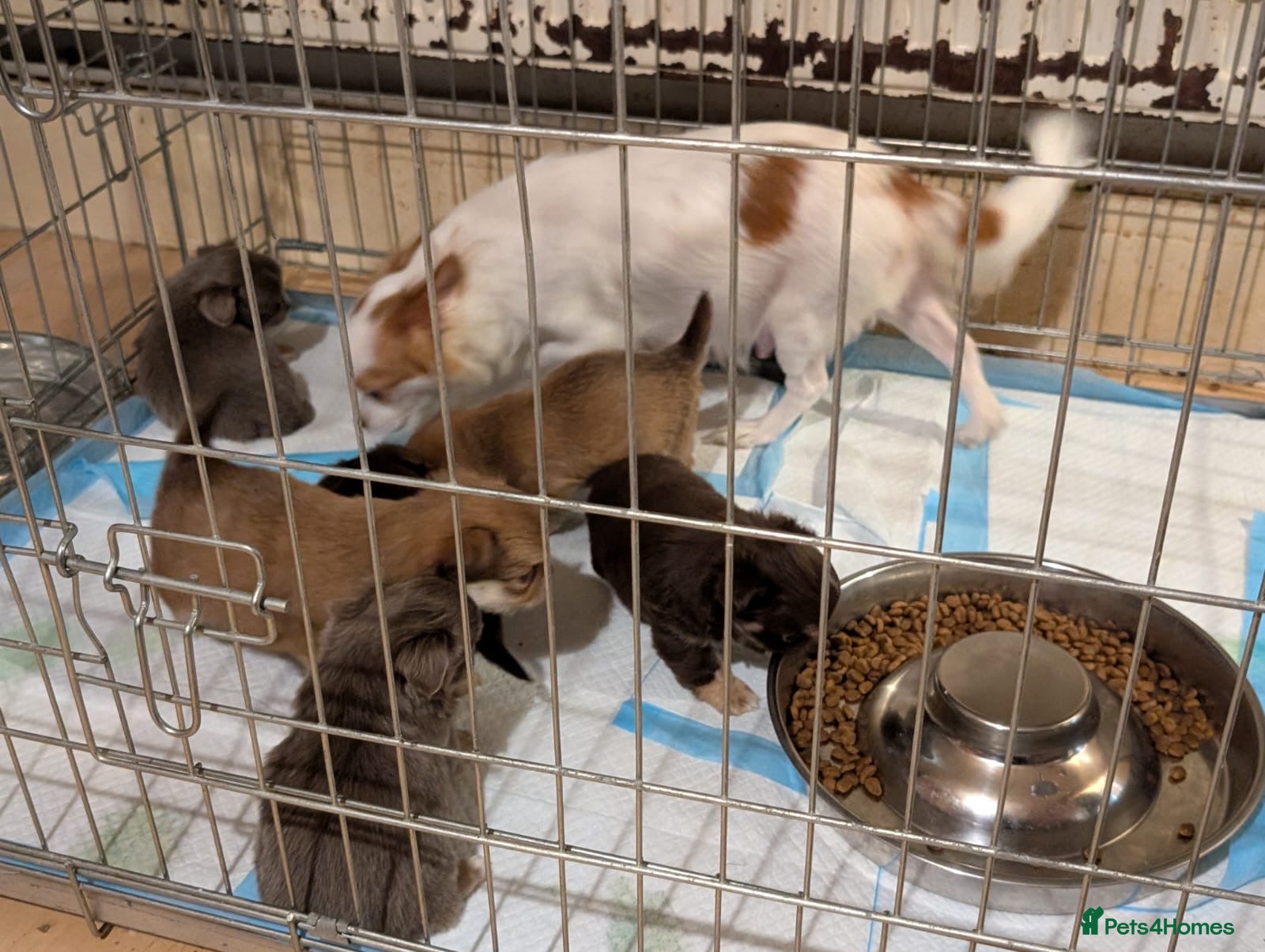 Chihuahua dogs ONLY 3 BOYS LEFT! pedigree chihuahua puppies - Advert 17