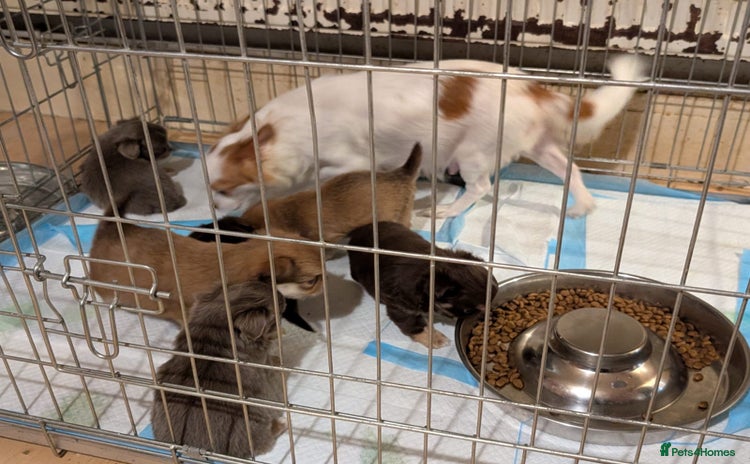 Chihuahua dogs pedigree chihuahua puppies ready for new homes - Advert 2