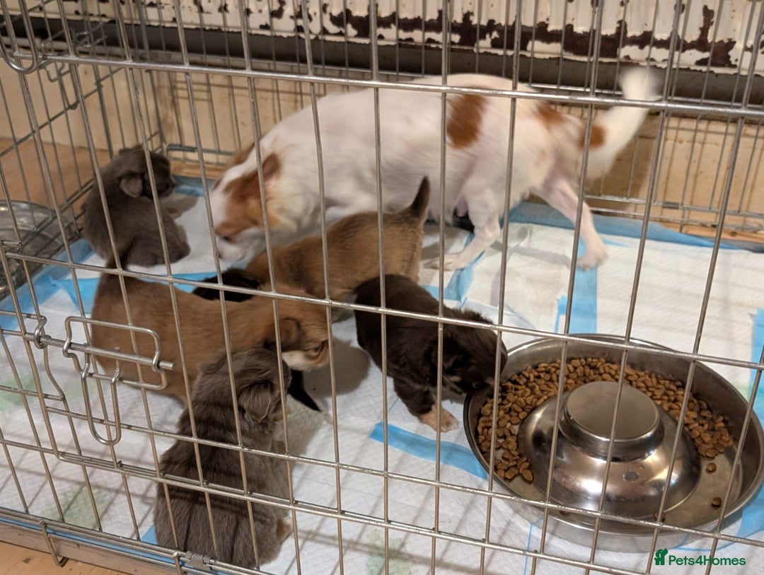 Chihuahua dogs for sale: ONLY 3 BOYS LEFT! pedigree chihuahua puppies - Advert 1