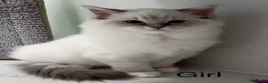 Ragdoll 5