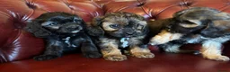 Cavapoo dogs for sale: F1 cavapoo stunning unusual colours  - Advert 17