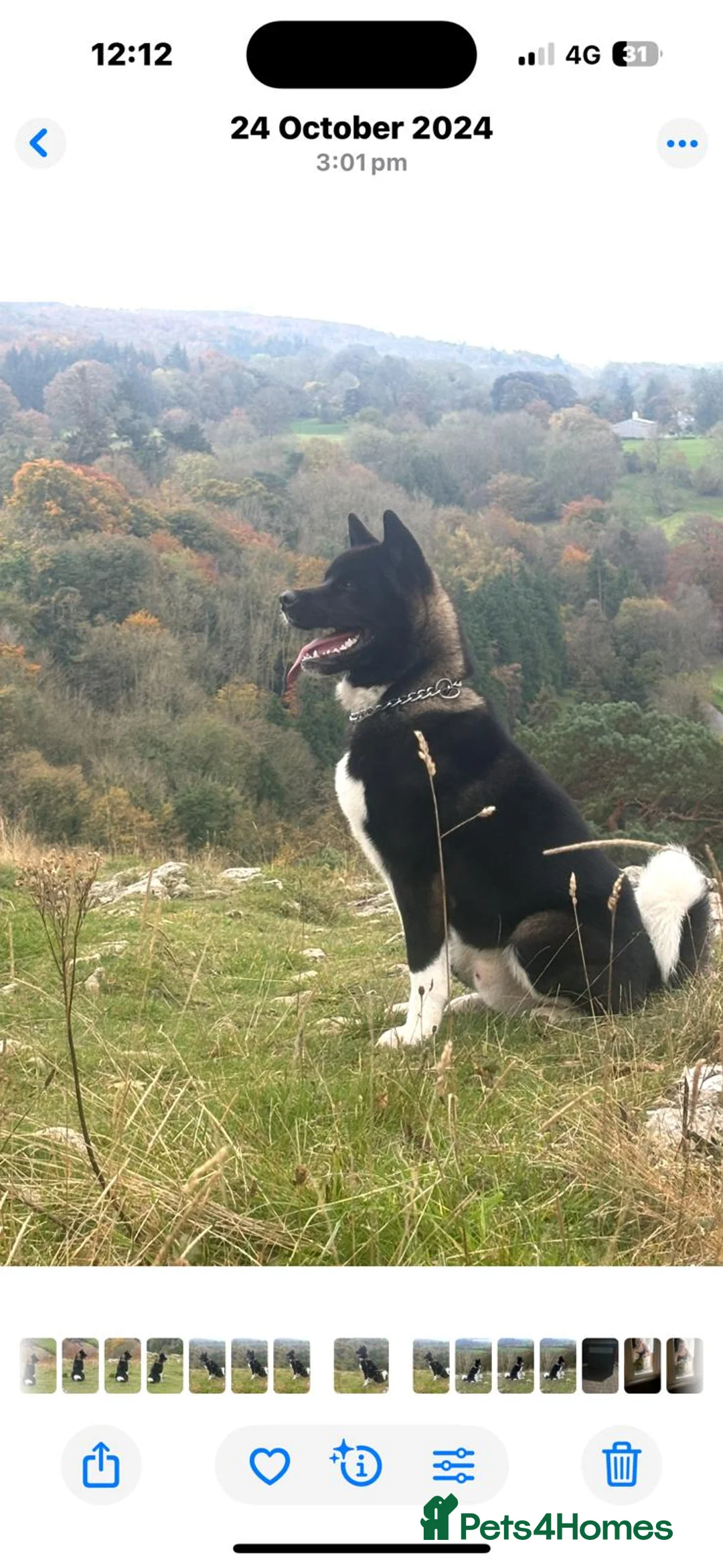 Akita dogs for stud: Koda whitmore  - Advert 5