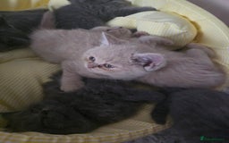 British Shorthair cats for sale: A charming kitten will be available in December. - Image 32