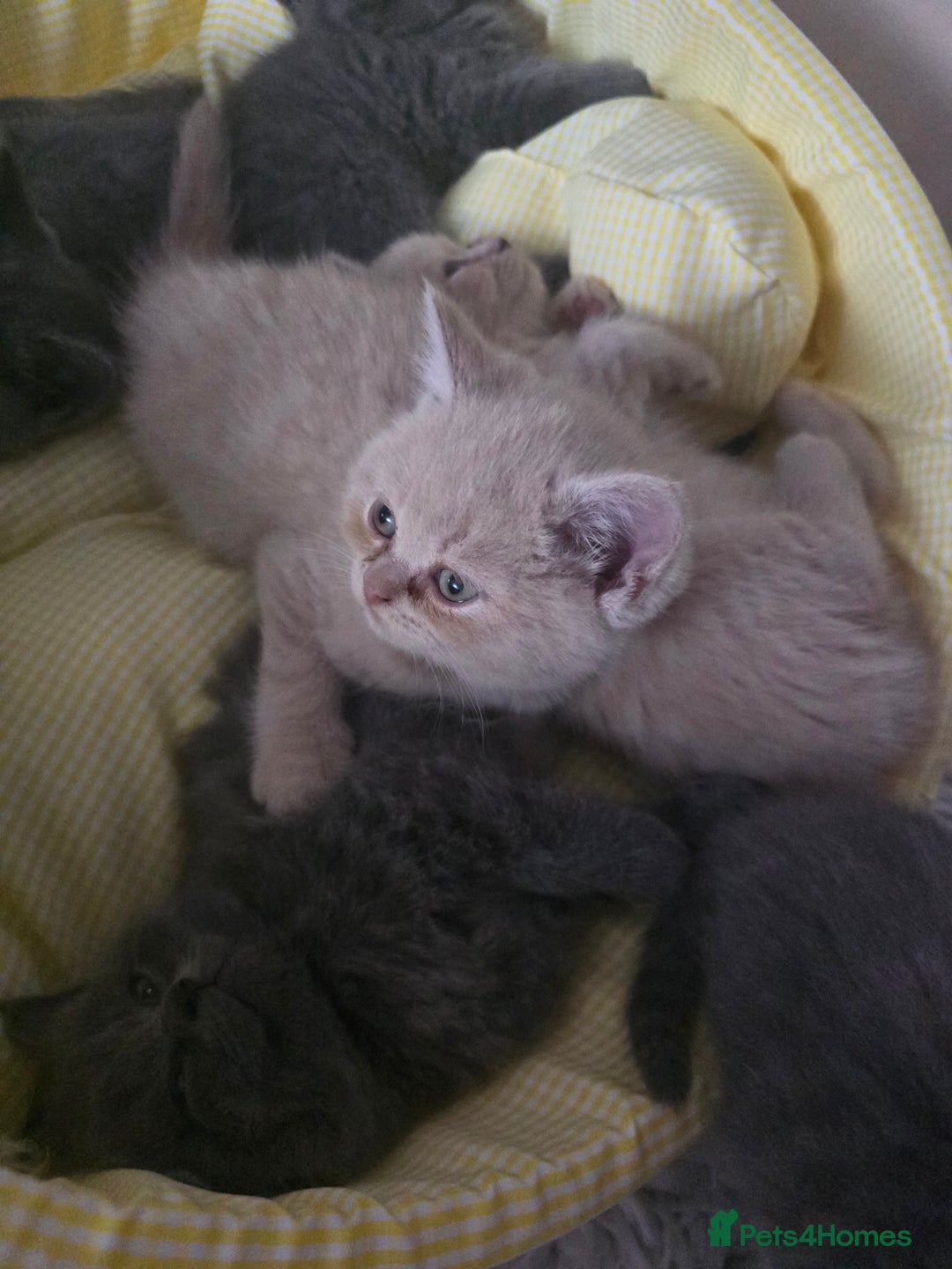British Shorthair cats for sale: A charming kitten will be available in December. - Image 32