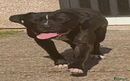Cane Corso dogs for sale: Cane Corso Male  - Image 2
