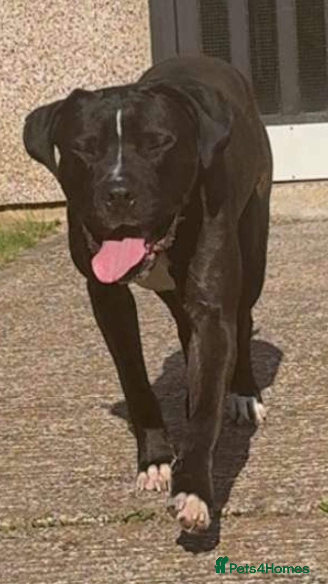 Cane Corso dogs for sale: Cane Corso Male  - Image 2