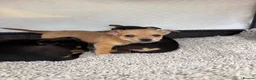 Mixed Breed dogs for sale: Jack Russell Cross Chorkie Puppies - Advert 20