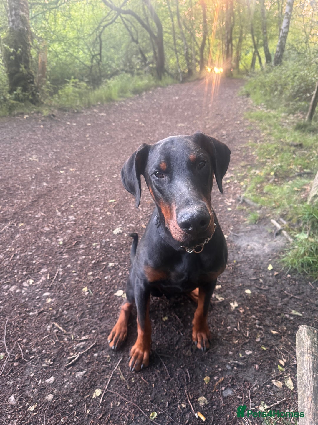 Dobermann dogs for sale: Duke 15 months old Doberman  - Advert 2