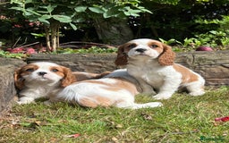 Cavalier King Charles Spaniel dogs for sale: 4 beautiful King Charles cavaliers 🩷 - Image 8
