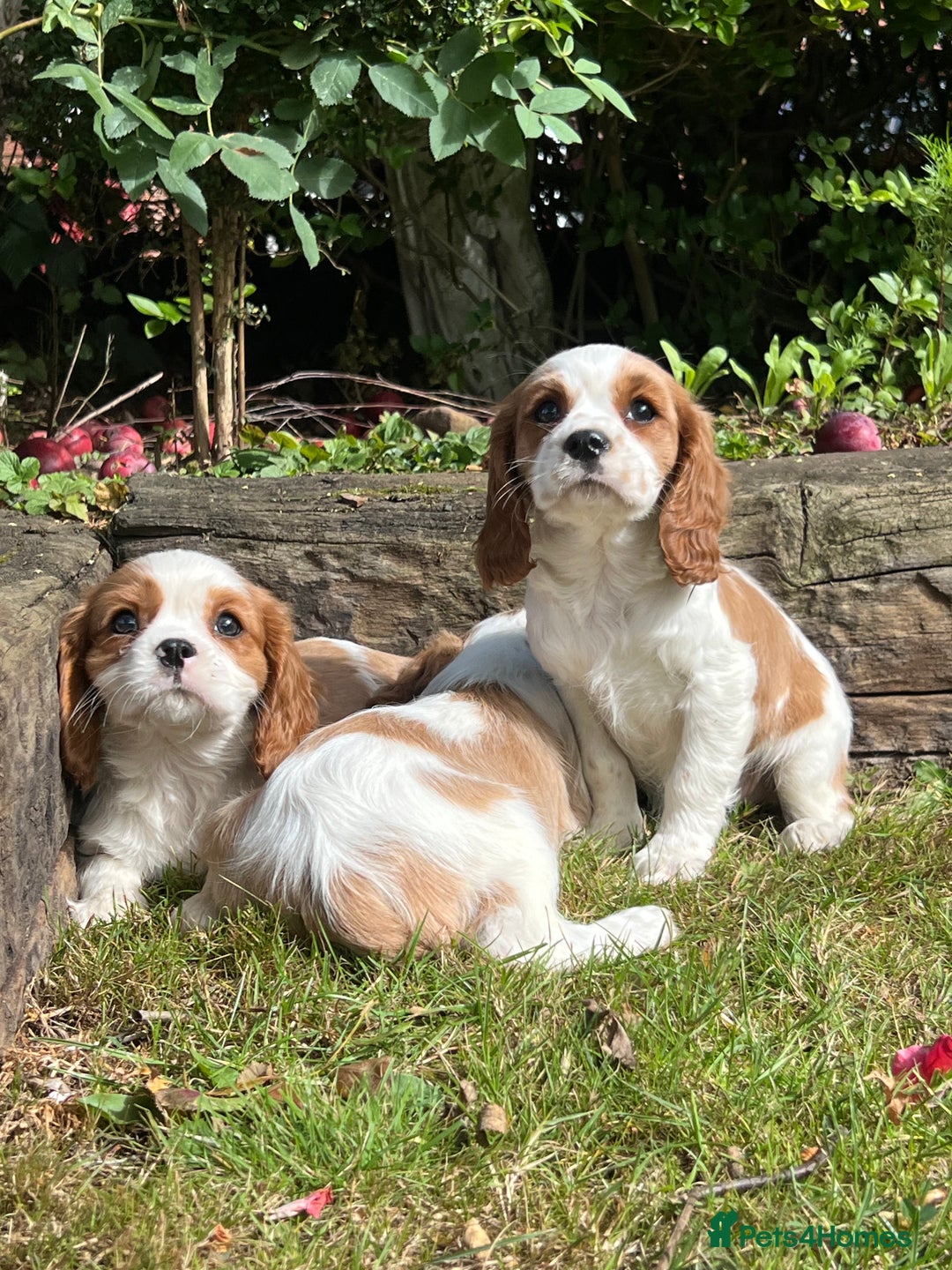 Cavalier King Charles Spaniel dogs for sale: 4 beautiful King Charles cavaliers 🩷 - Image 8