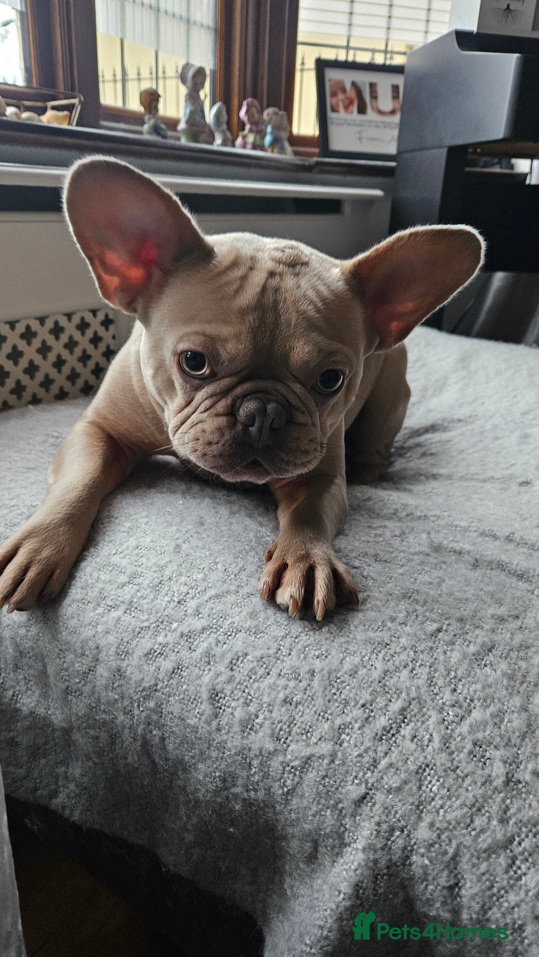 French Bulldog dogs for sale: Adorable Frenchy 2y.o. Essex - Advert 4