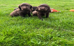 Sprocker dogs for sale: HEALTH TESTED cocker/springer spaniel puppies   - Image 6