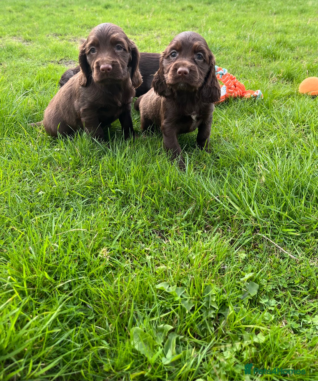 Sprocker dogs for sale: HEALTH TESTED cocker/springer spaniel puppies   - Image 6