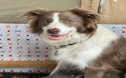 Border Collie dogs for sale: KC Registered Border Collie Puppies for sale - Image 4