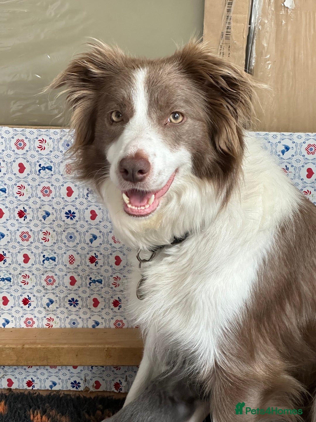 Border Collie dogs for sale: KC Registered Border Collie Puppies for sale - Image 4