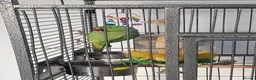 Ringnecks birds for sale: Indian Ringneck for sale in Spennymoor - Advert 2