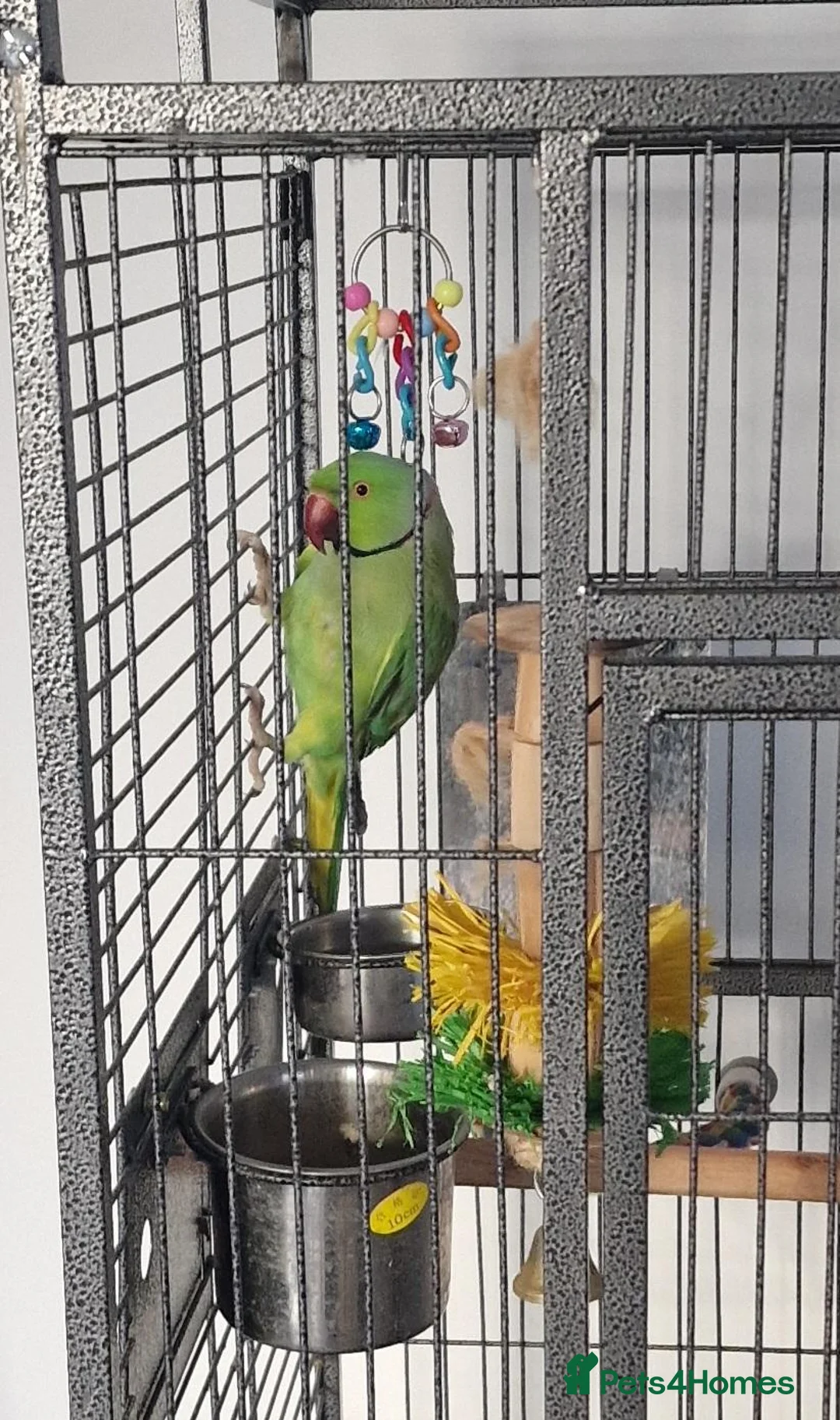 Ringnecks birds for sale: Indian Ringneck for sale in Spennymoor - Advert 2