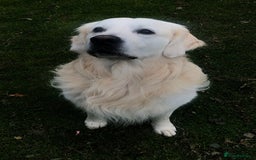 Golden Retriever dogs for stud: Beautiful golden retriever for stud  - Image 13