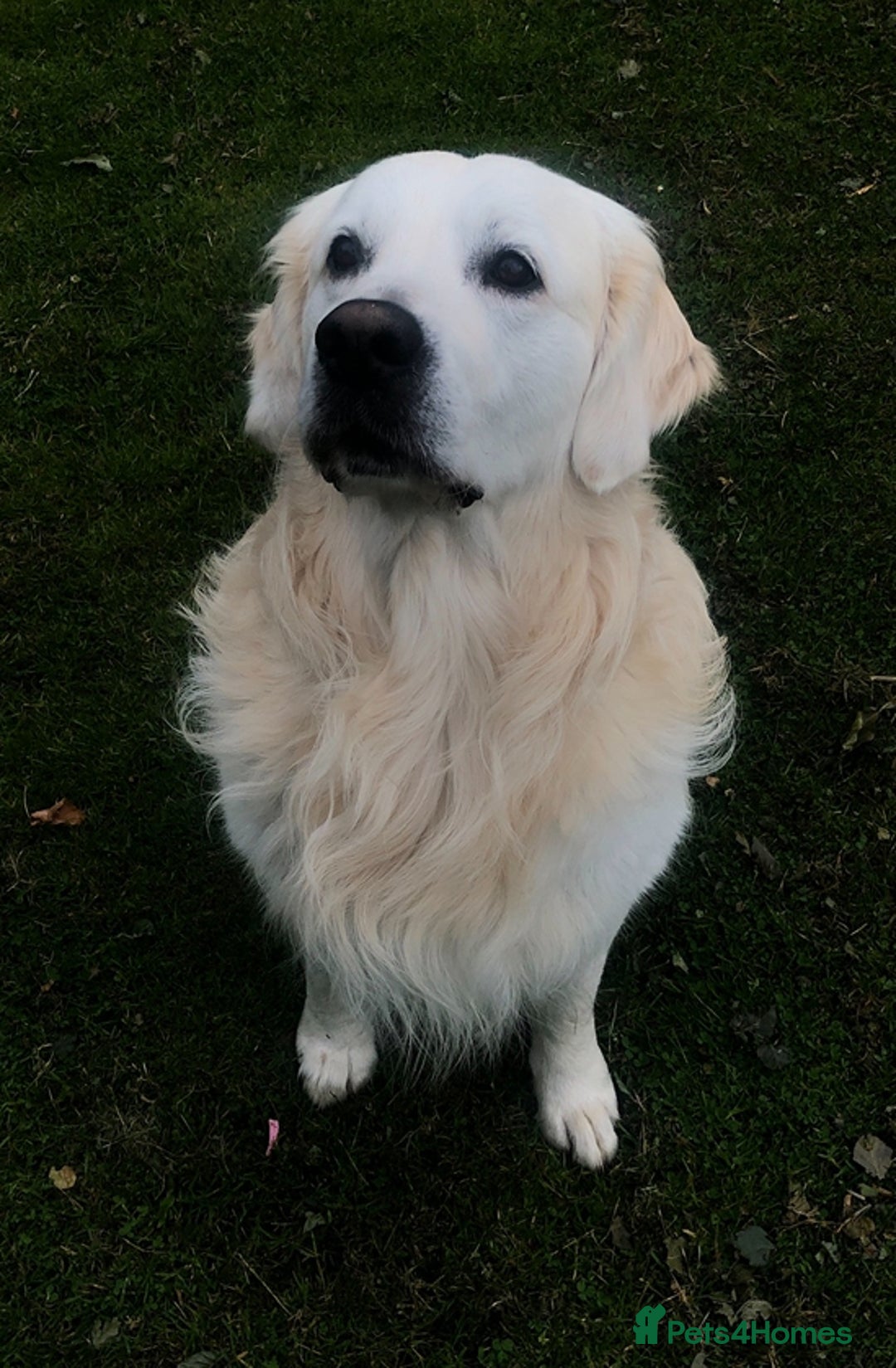 Golden Retriever dogs for stud: Beautiful golden retriever for stud  - Image 13