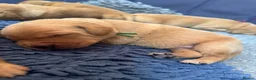 Labrador Retriever dogs for sale: Two beautiful fox red Labrador puppies  - Advert 11