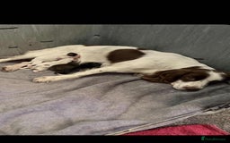 Cocker Spaniel dogs for sale: Stunning working cocker spaniel pups  - Advert 2