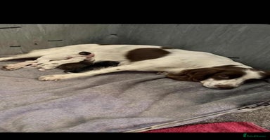 Cocker Spaniel dogs Stunning working cocker spaniel pups  - Advert 3