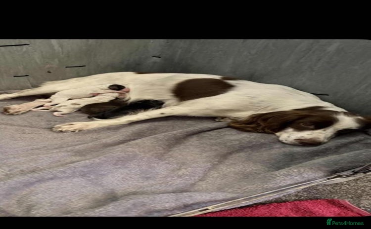 Cocker Spaniel dogs Stunning working cocker spaniel pups  - Advert 1