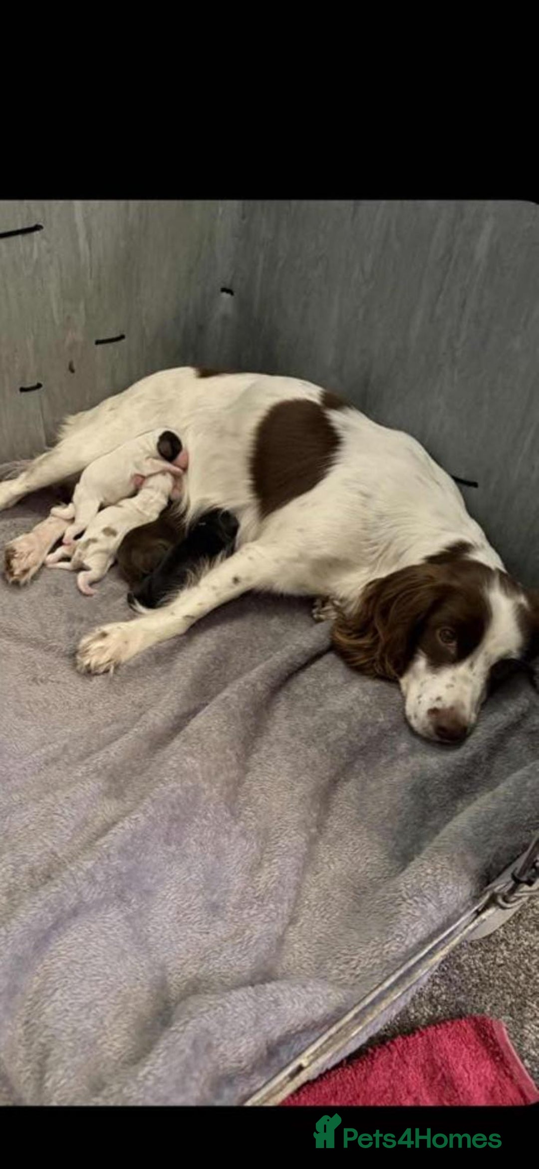 Cocker Spaniel dogs for sale: Stunning working cocker spaniel pups  - Advert 2