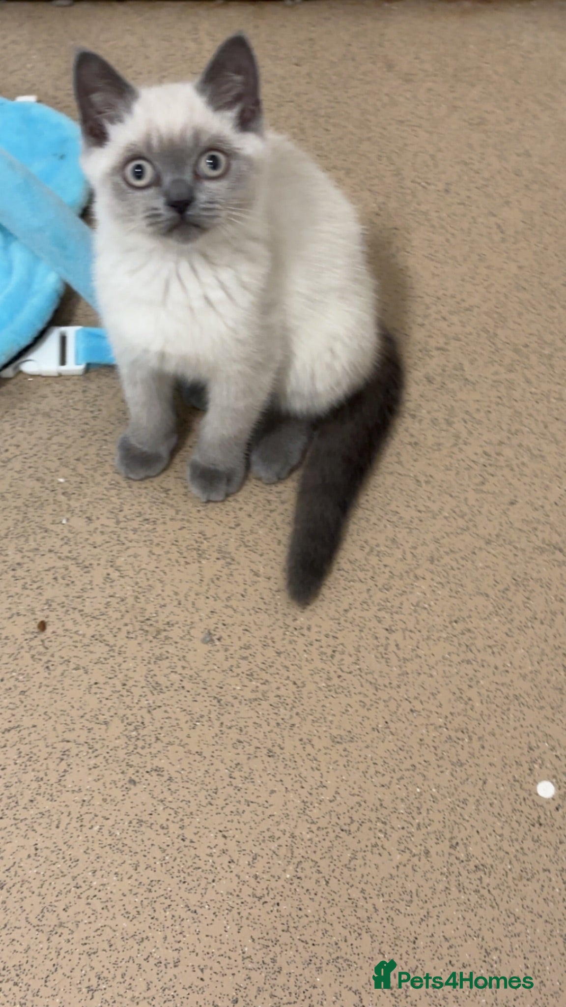 British Shorthair cats Male pedigree British shorthairs  - Advert 1