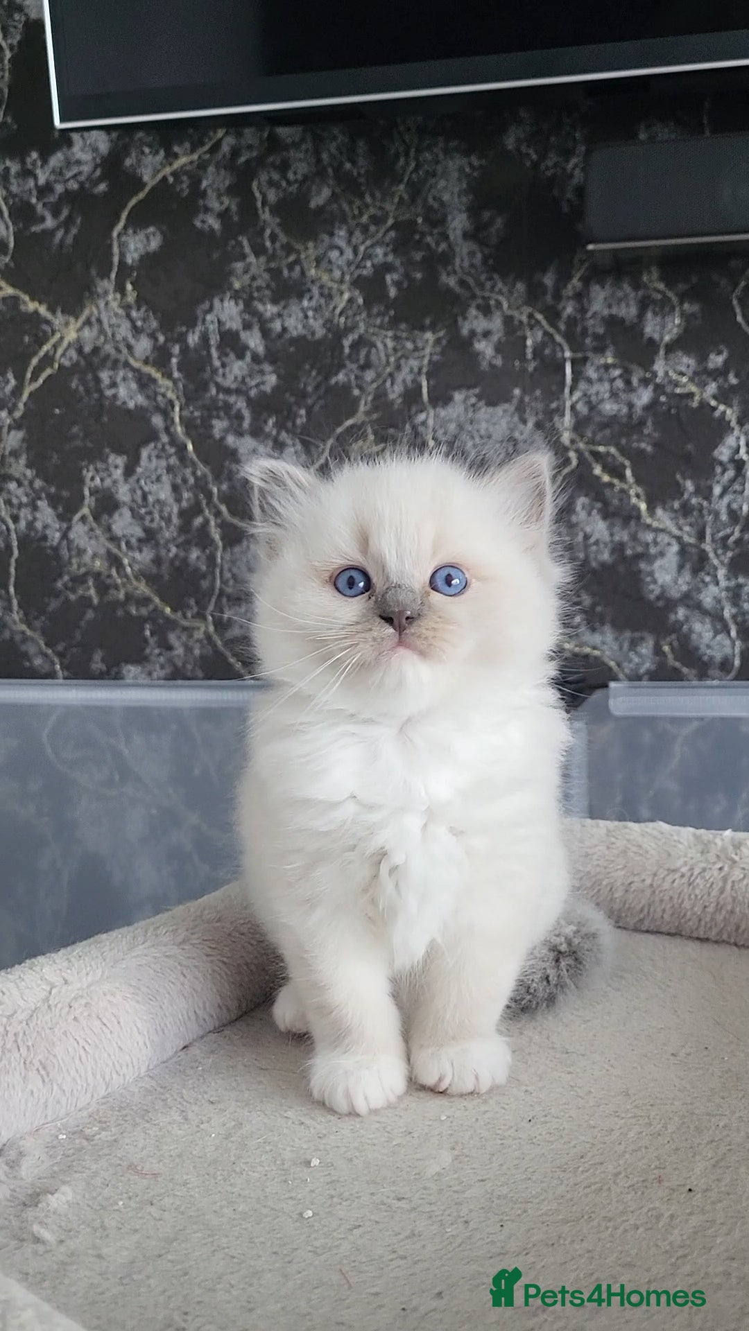 Ragdoll cats GCCF registered Males - Advert 2