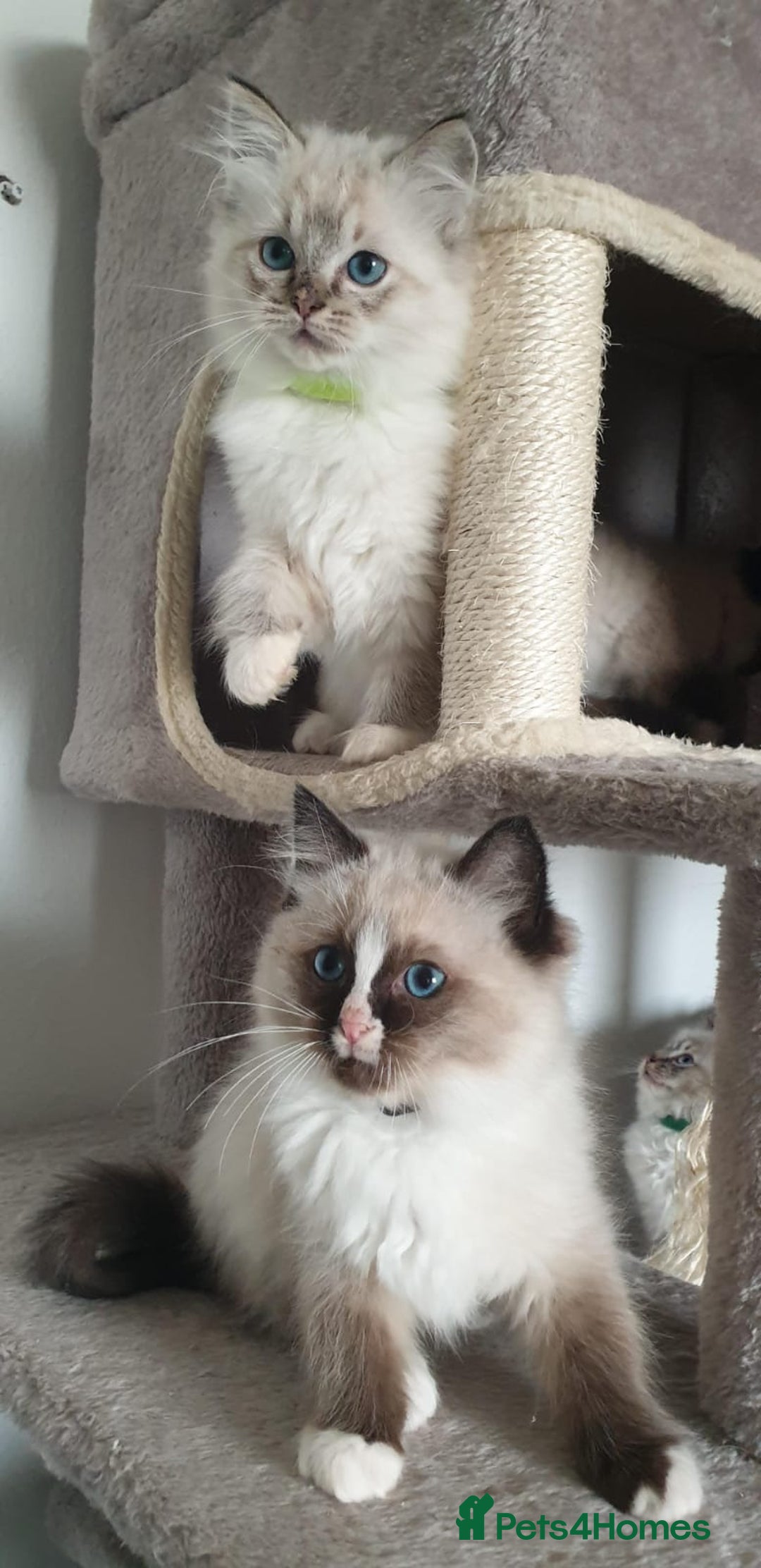 Ragdoll cats for sale: Stunning GCCF Registered Ragdoll Kittens. - Advert 3