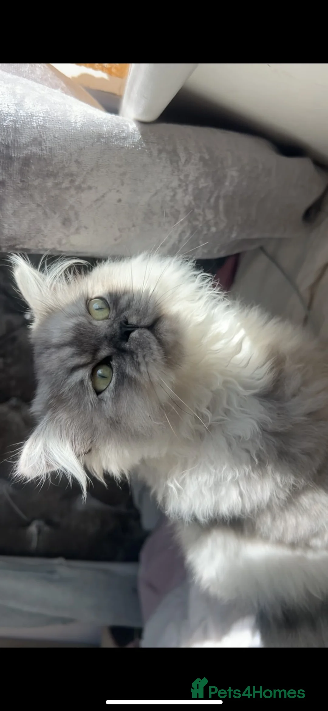 Persian cats for sale: Theodore Persian boy  in Gloucester - Advert 7