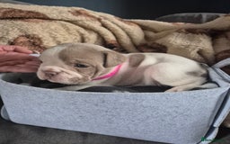 English Bulldog dogs for sale: Bulldog puppies - Image 2