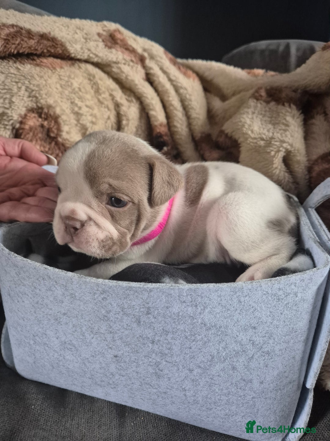English Bulldog dogs for sale: Bulldog puppies - Image 2