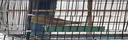Finches birds for sale: Green finch  in London - Advert 5