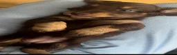 Dachshund dogs for sale: 2 Dachshund puppies left - Advert 16
