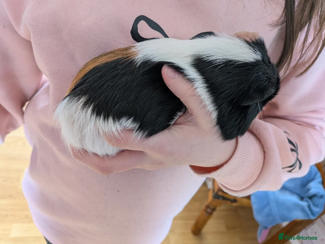 Guinea Pig rodents for sale: X3 male guinea pigs  - Advert 6